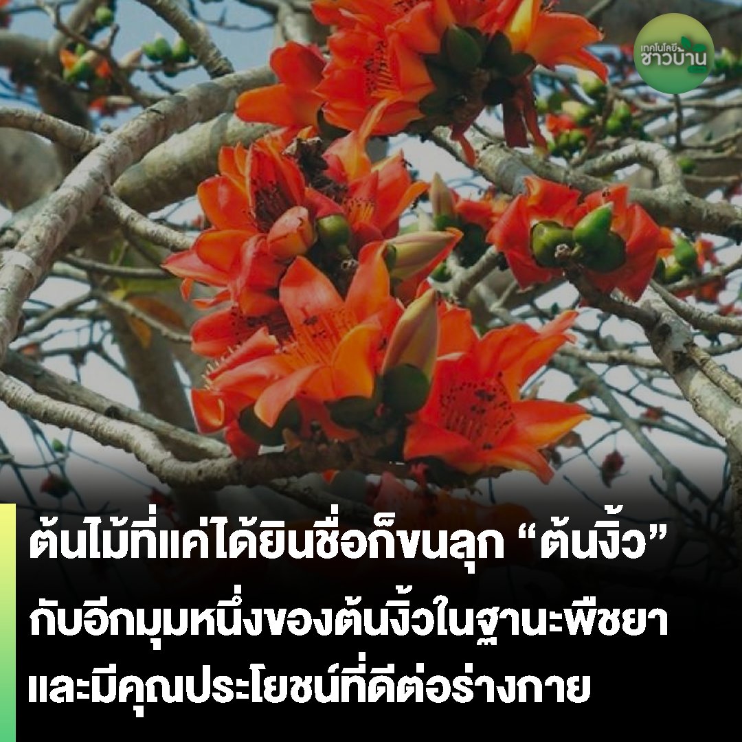 ต้นไม้ที่ถูกจัดให้เป็นไม้ยืนต้นผลัดใบขนาดใหญ่ "ต้นงิ้ว"
.
อ่านเพิ่มเติ่มได้ที่ : shorturl.asia/cFJLZ
#เทคโนโลยีชาวบ้าน #technologychaoban