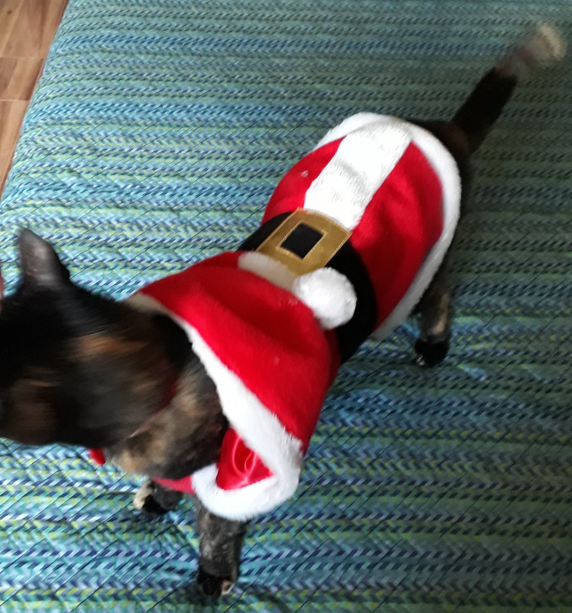 <a href="/reinasdecrypto1/">REINAS DE CRYPTO💰</a> <a href="/LatinoChain/">LatinoChain.eth</a> <a href="/Valeskarzegarra/">Valeska R. Zegarra (Web3 Marketer)</a> <a href="/marketersweb3/">MKT Community 🚀</a> <a href="/dra_themis02/">DraThemisOficial</a> <a href="/ImmaCryptoqueen/">Cryptoqueen</a> Así celebramos la navidad🎄🧑‍🎄🤶🎅🎄

Tú también tienes un Grinch en tu familia? 😀

Comenta  💬👁️