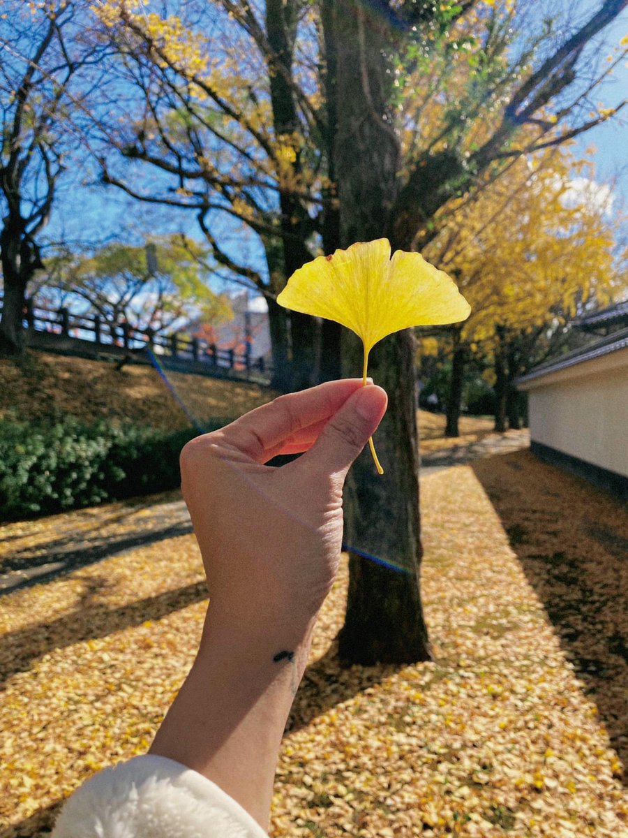 Thuong5678's tweet photo. Fall into Autumn 🍀🍀🌱
Hồ thu trầm tĩnh, nâng niu vẻ đẹp của những chiếc lá phong đỏ đang nghiêng mình soi bóng trên tấm gương nước thênh thang vô tận.
Một cơn gió se lạnh đậu trên làn da.
"A, mùa thu tới rồi ! " https://t.co/iCmrgHi7st