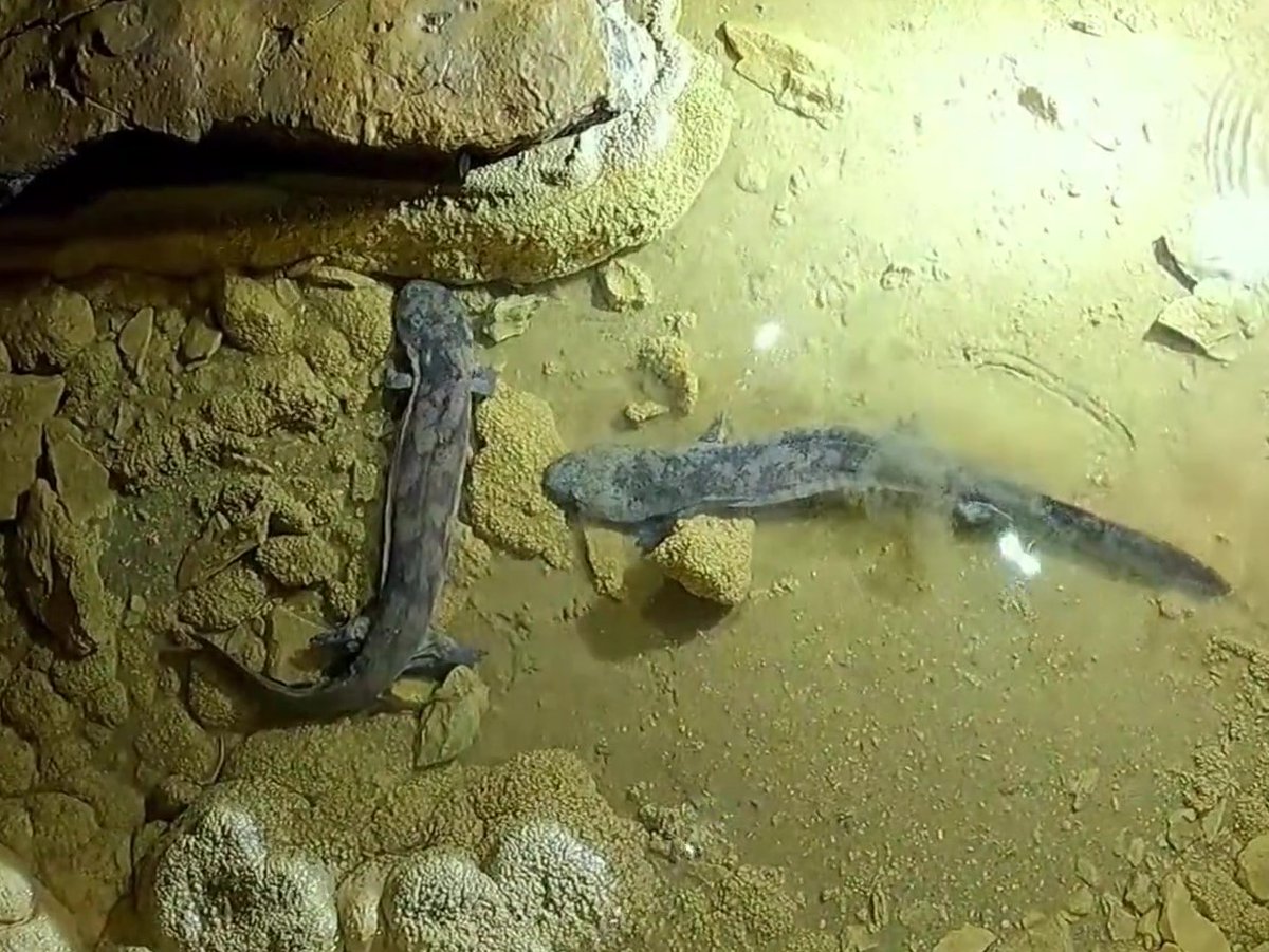 Unbelievable！We're on another exploration.
Thanks to our friend, he shared the wonderful moments of exploring Duoyu Cave for us.
4K HD camera and average 5 -hour ultra -long battery life, making us explore with more possibilities.

🔗oceanhearttech.com

#Youcanrobot #drone