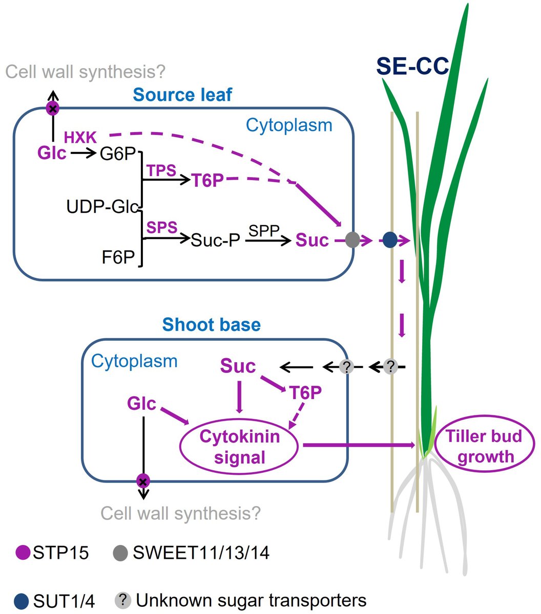 NewPhyt's tweet photo. 🌾 Knockout of the sugar transporter OsSTP15 enhances grain yield of rice by improving the tiller number

📖  https://t.co/6CCtUEZwSR
By Li et al.

#PlantScience @wileyplantsci https://t.co/UI8a6HTvhW