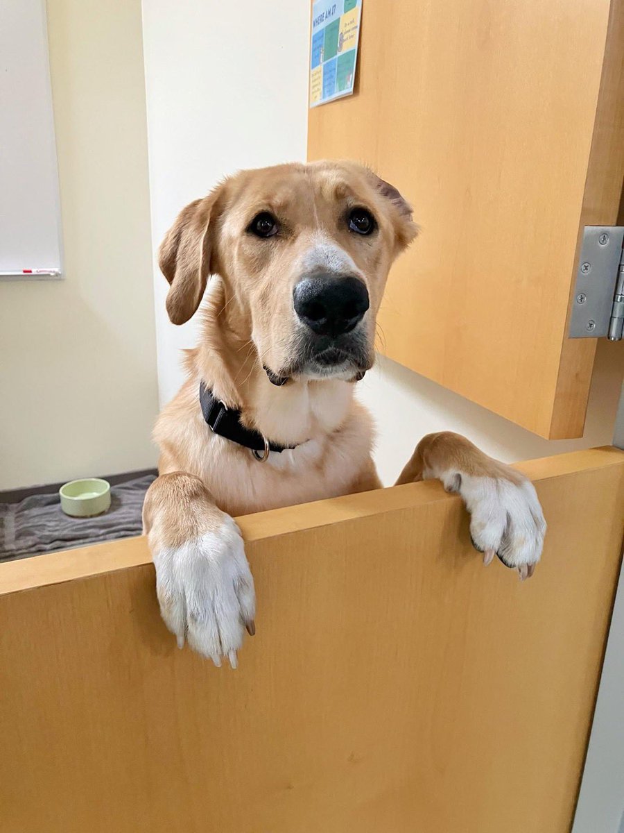 Dubs4Mutts's tweet image. 🆘 Please share 🐶 Lumi 💔
#LoudonCounty #Virginia
#NorthernVirginia #NoVA 
He needs out of the shelter asap! 
His life is in danger ⚠️  
Read his story in the thread 🙏🏽
#AdoptDontShop Lumi 🏡♥️
Can you foster?
#FostersSaveLives ❤️‍🔥
#rehomehour #k9hour