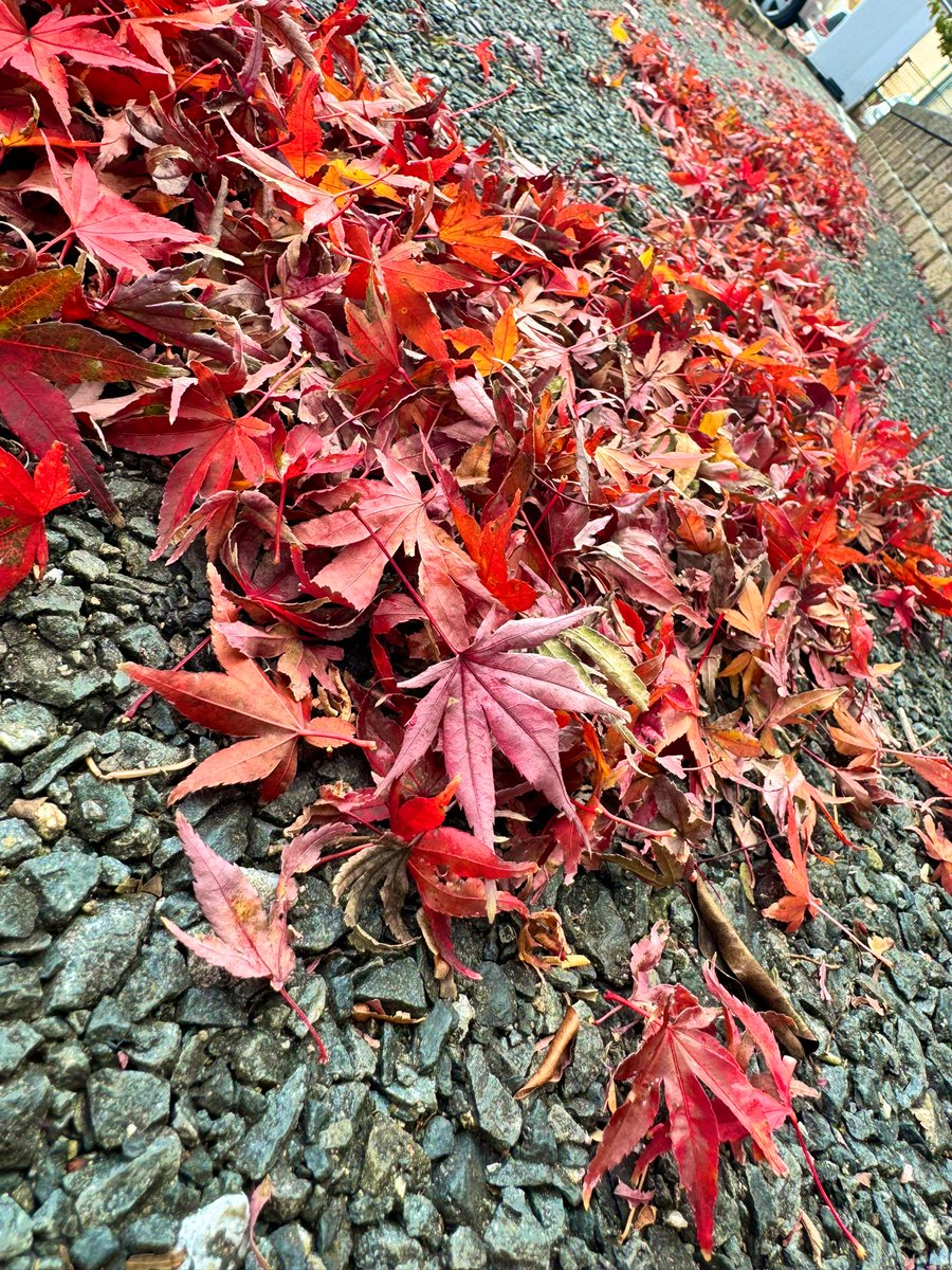 「落ち葉があると秋終わり感あるよなぁ」|くろけんのイラスト
