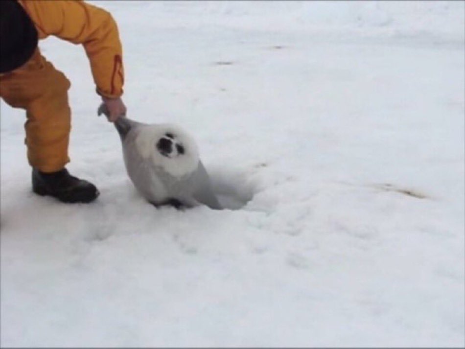 来い!
鼻セレブの時間だ！