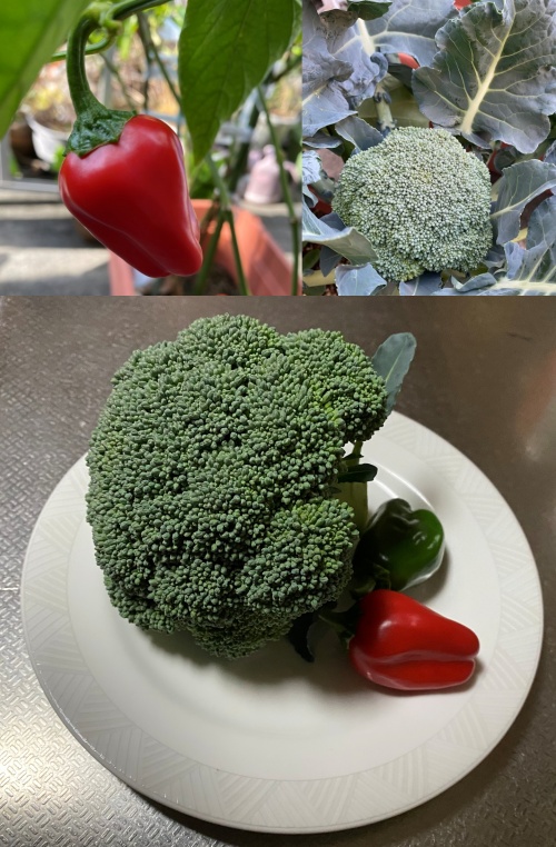 outer_space2006's tweet photo. 今朝はブロッコリーの初収穫と
ピーマン(なぜか赤)が採れました✨✨
#KitchenGarden #SelfSufficiency #RedBellPepper
#家庭菜園 #自給自足
#赤ピーマン #ブロッコリー https://t.co/BlDMyY9bul