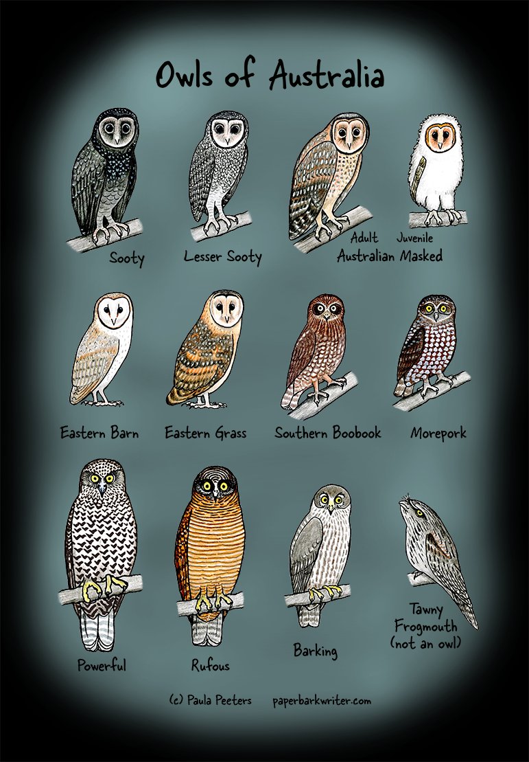 Just all of the Owls of Australia, in the one place. Including bonus Tawny Frogmouth!  Just hatched today 🐣🐣🐣

Available on tshirts and a range of other goodies from redbubble.com/people/Paperba…

#owls #birds #AOC2023