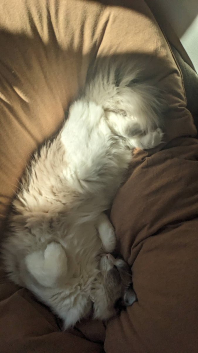 ポカポカを探してごろりん。
明後日ワクチンなことはまだ知らない…