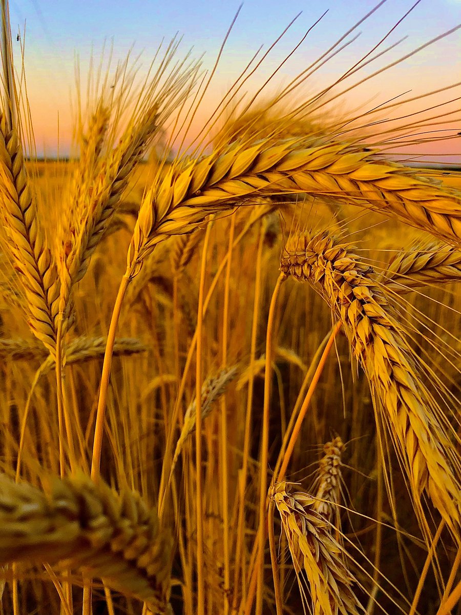 A wealth of nature.

#NaturesCare #CultureFrançaise #Wheat