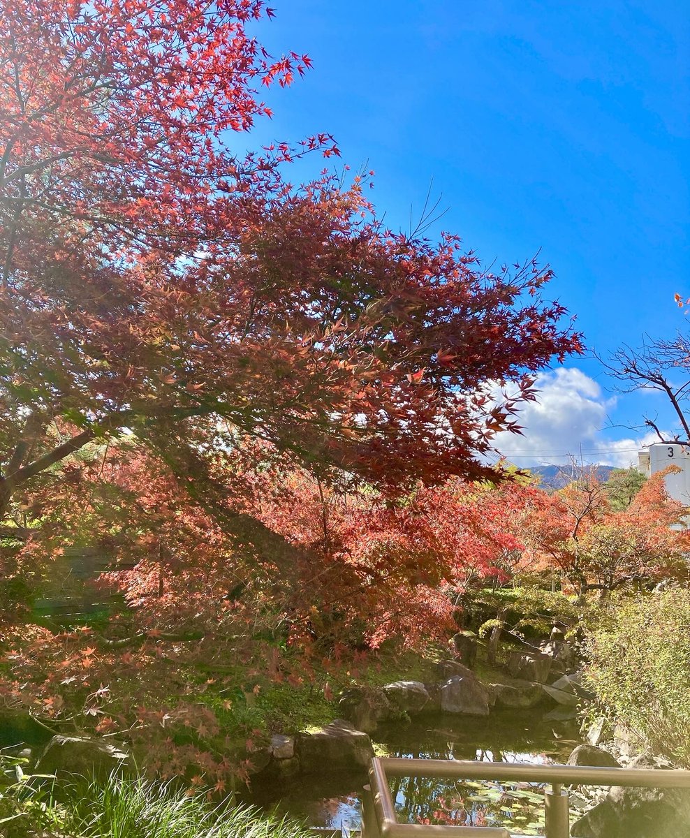 chisa_peace's tweet photo. 小倉山荘本店でやっぱりこの時期釜飯の米も🌾うまし、紅葉も🍁素敵でした！リピ2回目🎵
#京都グルメ
#小倉山荘 https://t.co/3fOID6x5Lf