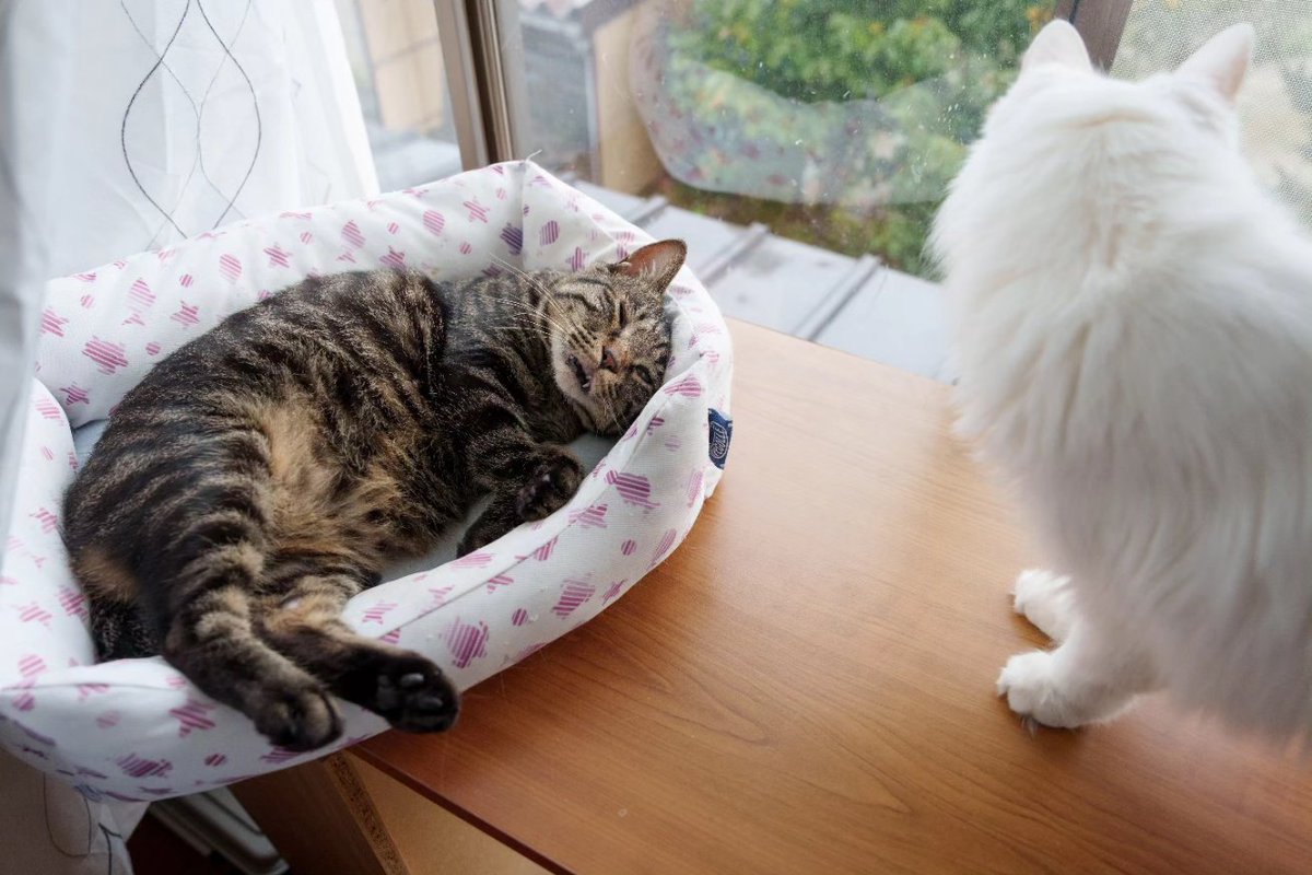 shumin8573's tweet photo. おは猫

#写真好きな人と繋がりたい
#ファインダー越しの私の世界
#猫
#猫のいる暮らし
#猫のいる幸せ
#猫好きな人と繋がりたい
#猫のいる生活 https://t.co/4mZJJvDInN