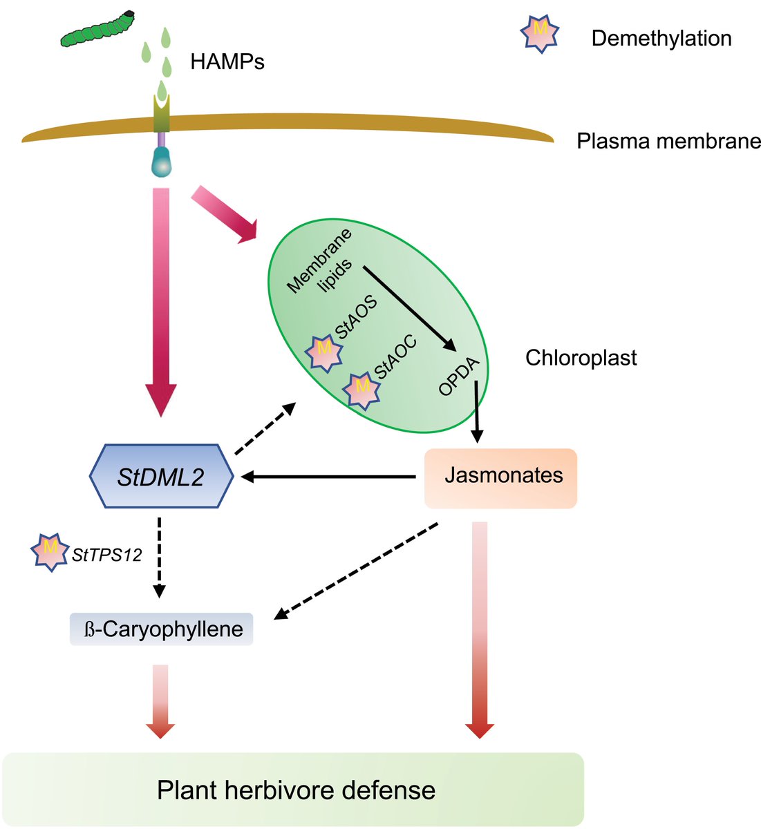 Dr Asim Munawar (@asimmunawar62) on Twitter photo Pleased to share our recent research article Published in "Journal of Experimental Botany"
<a href="/JXBot/">JXB @jxbotany.bsky.social</a>
-----Knocking down a DNA demethylase gene affects potato plant defense against a specialist insect herbivore----- Pleased to share our recent research article Published in "Journal of Experimental Botany"
<a href="/JXBot/">JXB @jxbotany.bsky.social</a>
-----Knocking down a DNA demethylase gene affects potato plant defense against a specialist insect herbivore-----