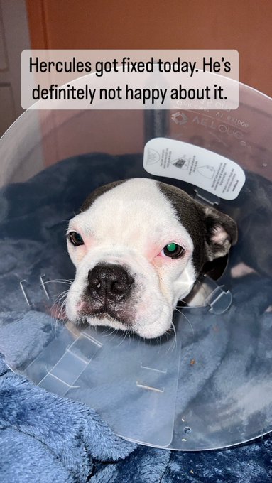 Poor buddy. He’s so upset.. https://t.co/Jd3JxuOoyK