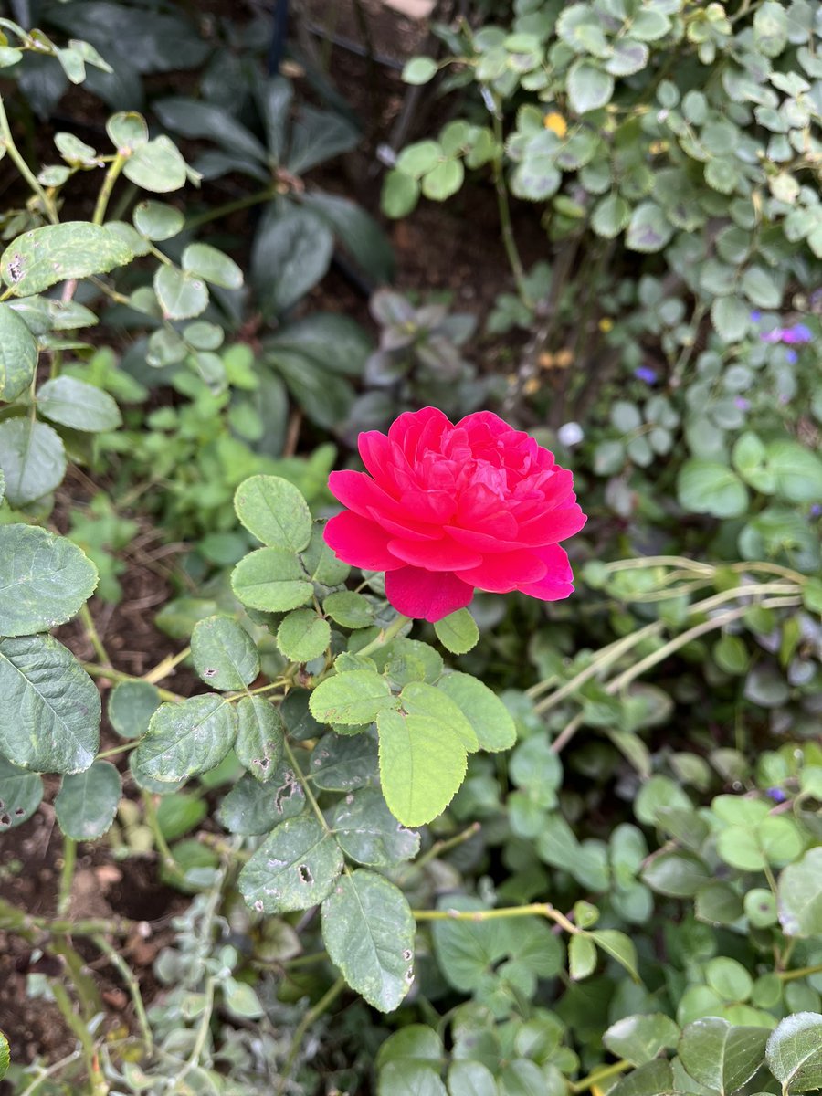 KtoK0614's tweet image. ゆきこさんてどなたか分からないけど
なんか今日手術なのかな？

私もお祈りさせてください💐
元気が出ますように🙏🍀*゜

#Godblessus
#ゆきこさんにお見舞いの花をおくろう
#MayYukikossurgerybesuccessful