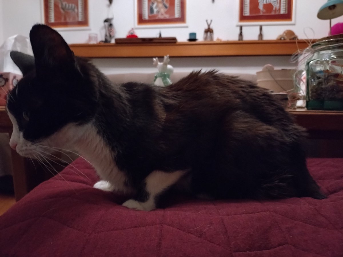 The best News! Bandit is at home again! He just weights 3kg anymore and still very weak but he is hungry and eats well ☺️
#Hedgewatch thank you all so much for your love and Support!