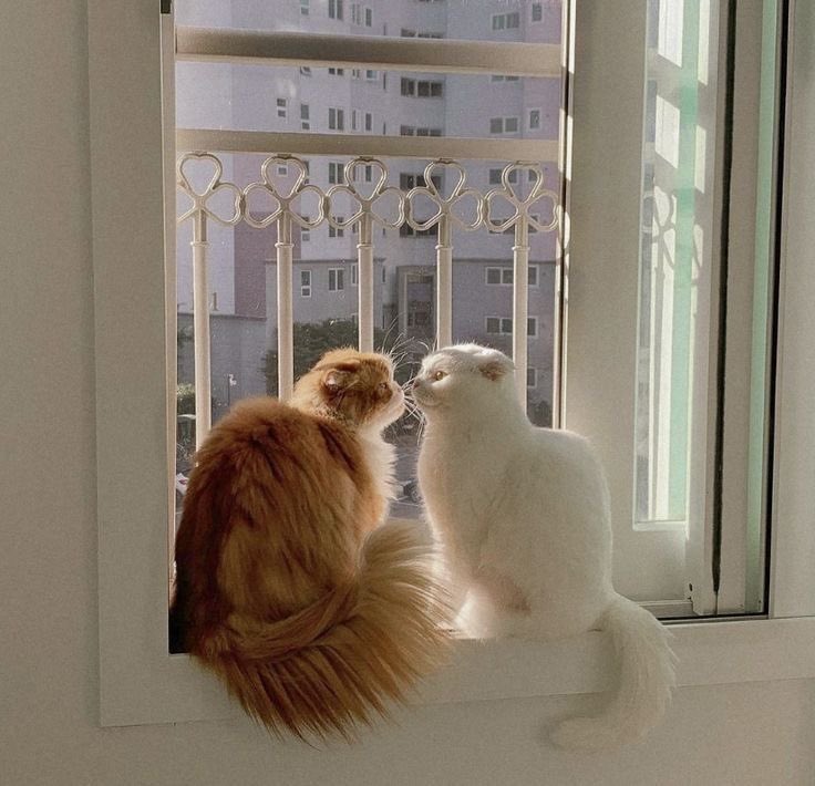 Cats Fantasy tweet media