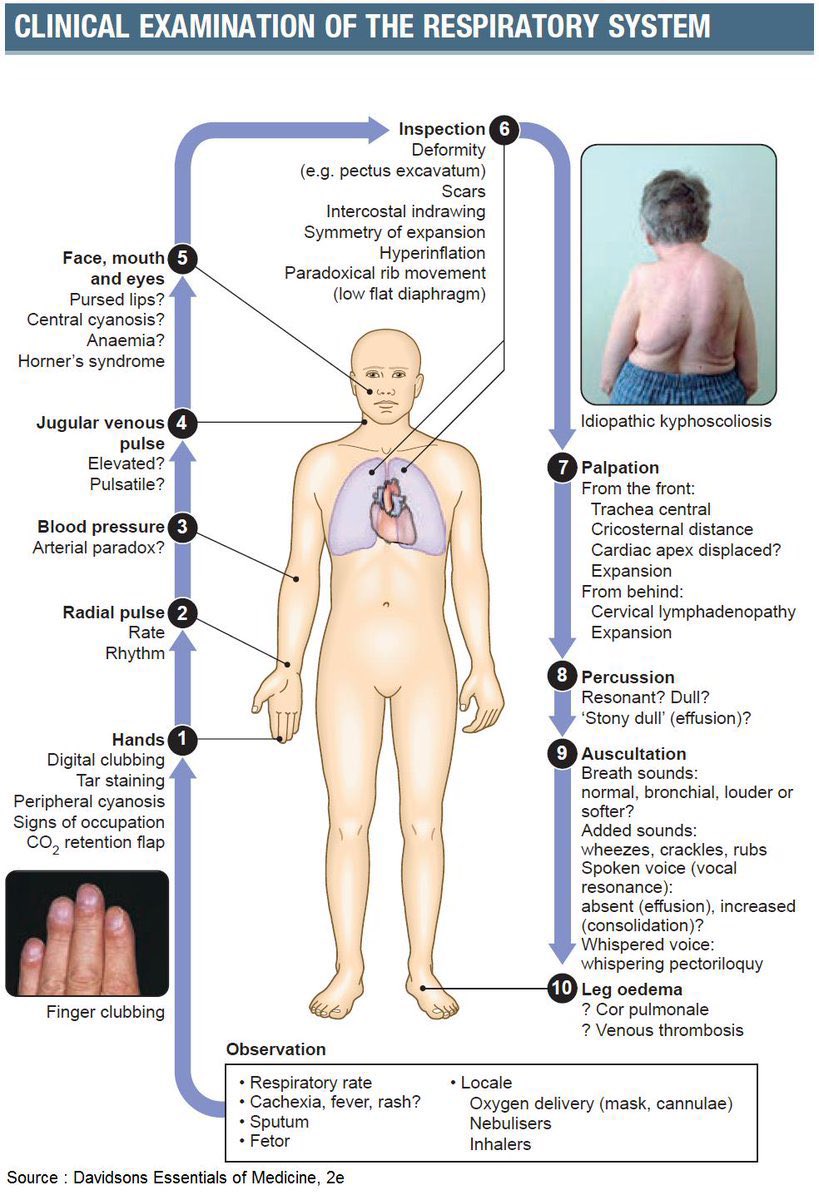 Medical_MD1's tweet image. Great Recap  ✨

Respiratory Examination 🤩🫁

.