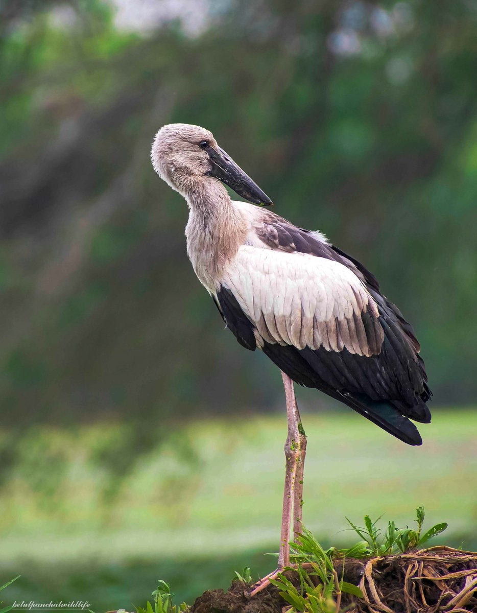 Ketulp5's tweet photo. Name : Asian openbill
#ketulp5 #clickedbyketulp5wildlife
#Asianopenbill #birds
#animal #birdsphotography
#wildlife #wildlifephotography
#wildlifephotographer
#wildlifeofindia #wildlifeonearth #earthcapture
#nature #naturephotography #BBCWildlifePOTD
#nikon #nikond7500 https://t.co/2Qs5eKG93h