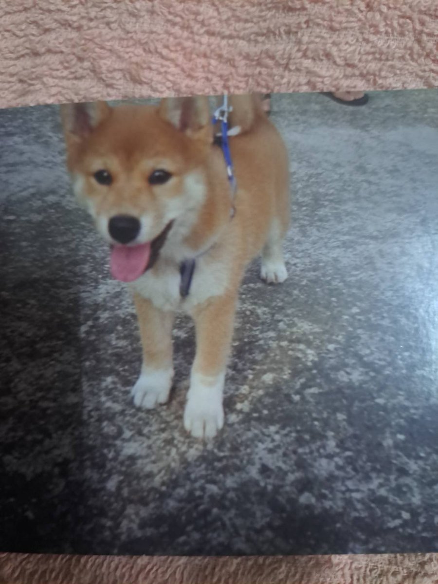 小乖，好想回到與妳初相遇的時候，再一起過快樂的十六年又七個月，姐姐這次會特別特別珍惜妳