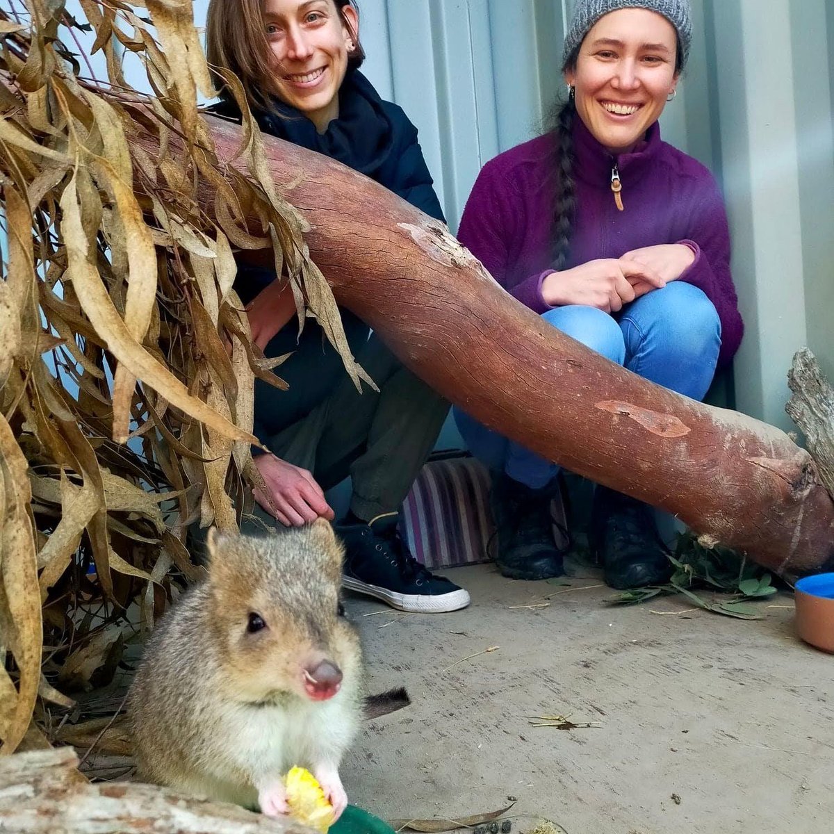 Like to do a Master of #SciComm @ANU_CPAS & Fieldwork Placement @questacon @ANBG @MulligansFlat @StromloANU? Please get your EOI and CV to me by 30 November! Details science.anu.edu.au/node/4235 & happy to chat. C'wealth Supported Places (75% fee cut) + past study credit available.