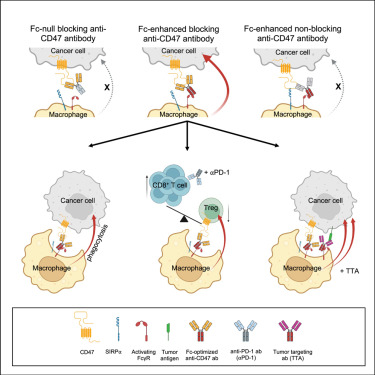 Online Now: The antitumor activities of anti-CD47 antibodies require Fc-FcγR interactions dlvr.it/Sz5d9R