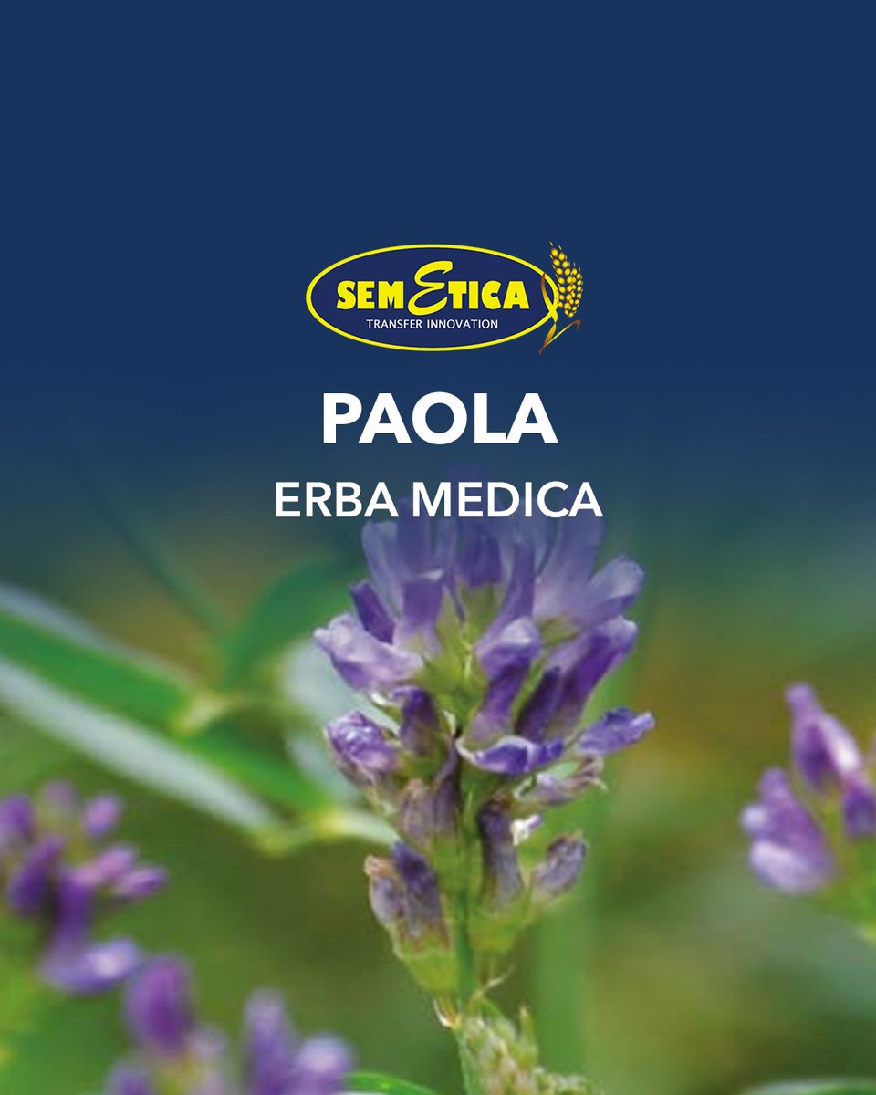 SEMETICAsrl's tweet photo. PAOLA
🌾 ERBA MEDICA
• TAGLIA - ALTA
• FOGLIOSITÀ - MOLTO ELEVATA
• PRECOCITÀ - MEDIA
• VELOCITÀ DI RICACCIO - MOLTO ELEVATA
• STELO - SEMI-VUOTO

#semetica #paola #erbamedica #produzionesementi #semegranoduro #semegranotenero #semefavino
#granotenero #semetica #grano https://t.co/DGQgbSUDLp