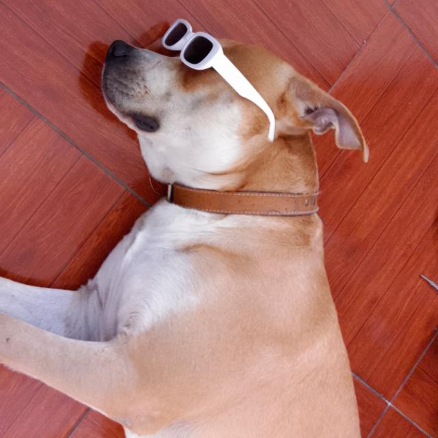 Perinpempan's tweet photo. @KarmaVT_ ahy dejo al insano de mi perro muy facherito la verdad 
( se volvio reguetonero) https://t.co/kRcvipwXJo