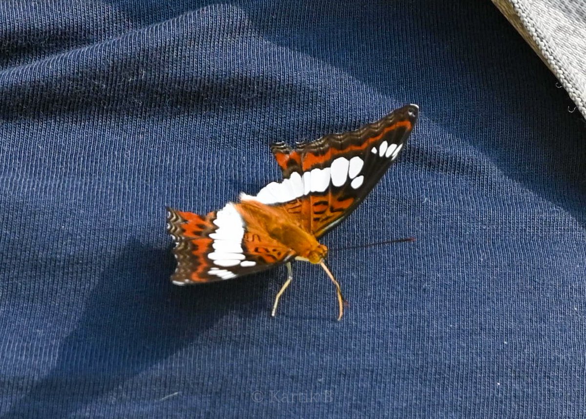 A battle-scarred Oriental Commander (Moduza procris procris) for #TitliTuesday.
Haridwar outskirts, September 2023. 
#IndiAves #ThePhotoHour #channel169 #macrophotography #NikonCreators #nature #entomology #conservation #Himalayas #wetlandwonders #biodiversity #Butterflies