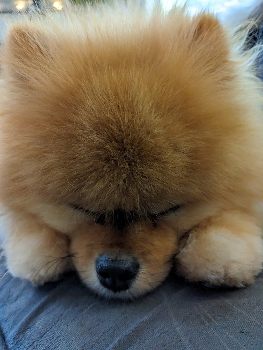 odiesislandlife's tweet photo. Odie always gets super exhausted on his spa days ๐ด #tiredboy #fluffyface #pomeranian https://t.co/yje8VmdVxD