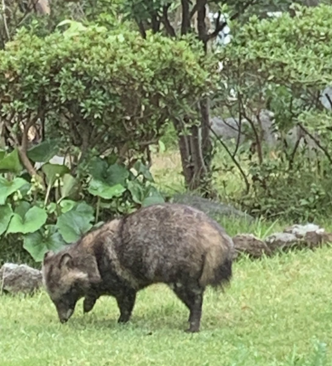 庭にタヌキが来る。
最近は日中もやってくる。
タヌ…と声を掛ける。