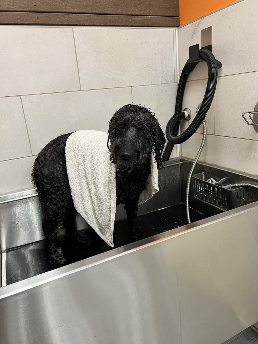 Petco Twitter Hashtag Sotwe