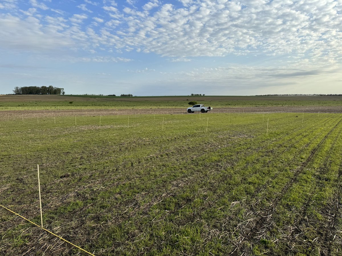 AM agro tweet media
