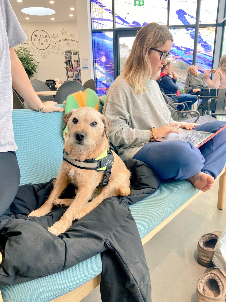 How handsome does my boy look? He's 14 and a half!  Loves being at <a href="/welshcoffeeco/">The Welsh Coffee Co</a> <a href="/NeuaddA_OBSHall/">Neuadd Aberogwr - Ogmore By Sea Hall</a> ❤️ and loves being with the girls