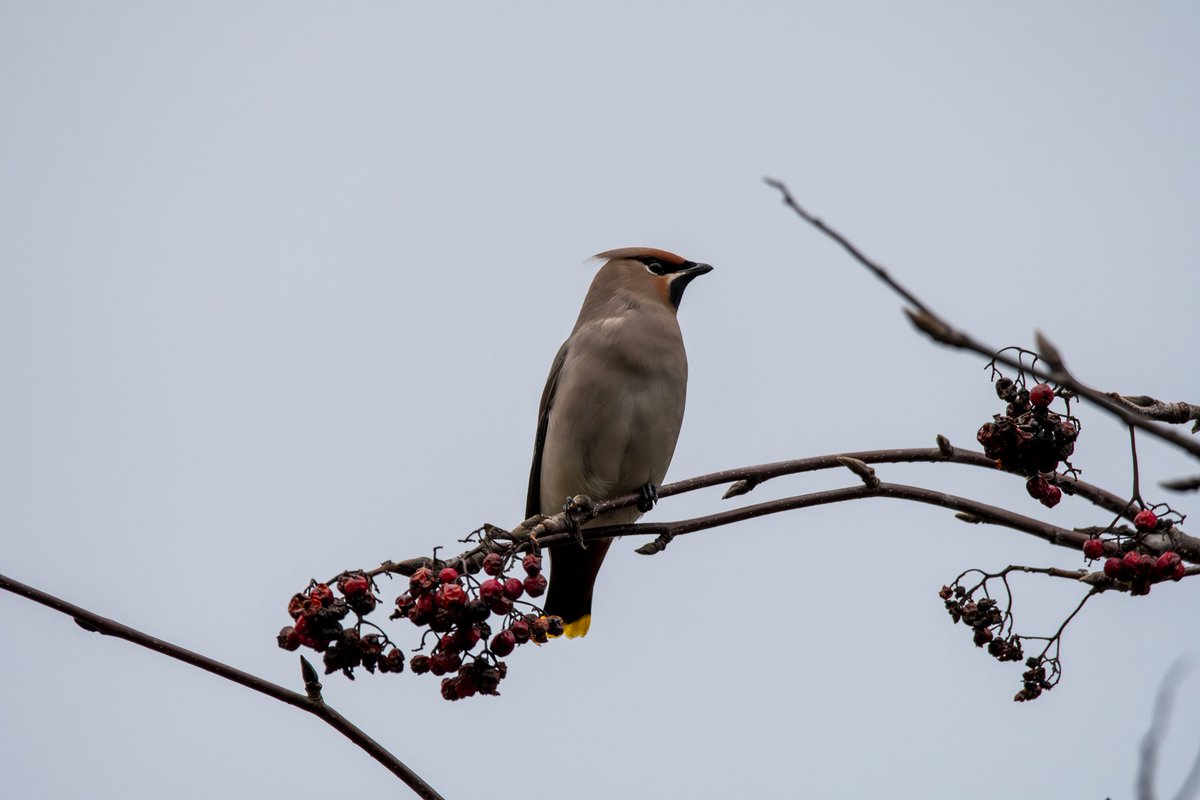 markieanelson's tweet photo. Waxwings. This afternoon in Govanhill Park in Glasgow's South Side. The light was not on my side. Hoping to see them again with some better lighting, but glad I did not miss their visit. https://t.co/SBaIpgNUo2