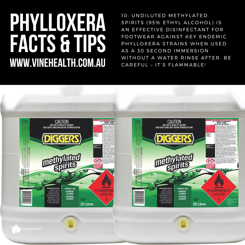 VinehealthAus's tweet image. Phylloxera Fact #10: Undiluted Methylated Spirits (95% ethyl alcohol) is an effective disinfectant for footwear against key endemic phylloxera strains when used as a 30 second immersion without a water rinse after. Be careful – it’s flammable! #phylloxerafacts #vinehealth