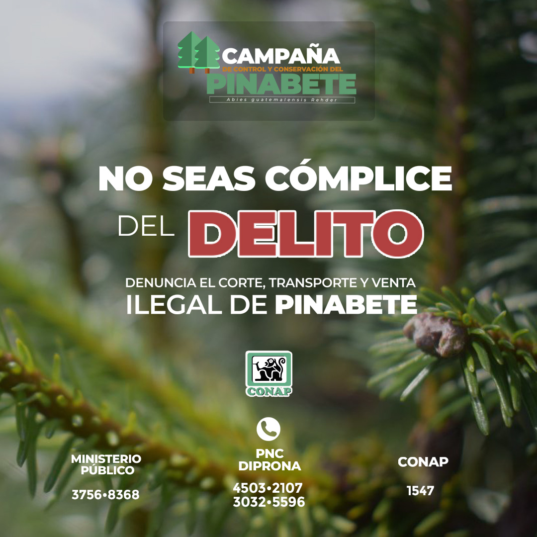 CONAPgt's tweet photo. ¡Protejamos los bosques nativos de Pinabete!

❌NO seas cómplice del #Delito, denuncia el corte, transporte y venta ilegal de #Pinabete 👇

☎️CONAP 1547
☎️PNC DIPRONA 4503-2107 / 3032-5596
☎️MP 3756-8368

#CompraLegal #CompraConMarchamo
#ÁreasProtegidasGT #DiversidadBiológica https://t.co/LvRQ3d3hBl