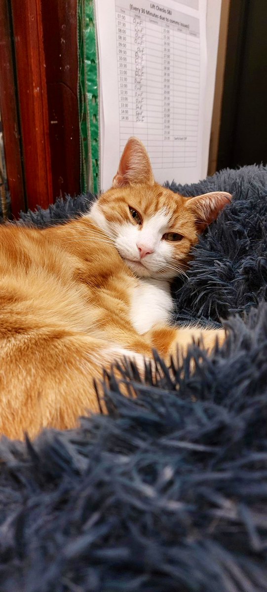TheStourbridge's tweet photo. Night night sweet dreamies

Take a few minutes each day to look around you. 

Be proud of the life you've built and the future you're still building.

#cats #cats #Cat #CatsOnTwitter #CatsOfTwitter https://t.co/X0CaBAX2BI