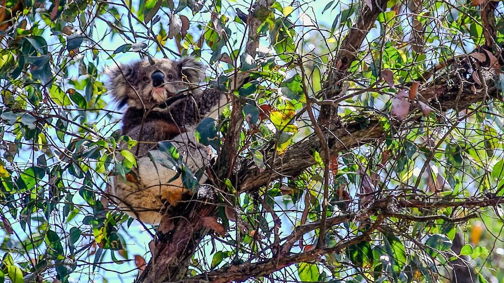 Researchers and students at @FedUniAustralia are tracking koalas to learn more about their habitat and health federation.edu.au/news/articles/…