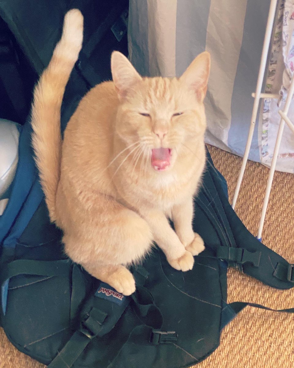 So excited for to be opening for <a href="/MallyHarpaz/">Mally Harpaz</a> at <a href="/VICTORIADALSTON/">The Victoria Dalston</a> on Tuesday 28/11 for the next <a href="/BlindDogStudio/">Blind Dog Studio</a> 🤍 tickets in the bye-oh, come down and say HIYOOOO!!! 

🎟️: eventbrite.co.uk/e/blind-dog-st…