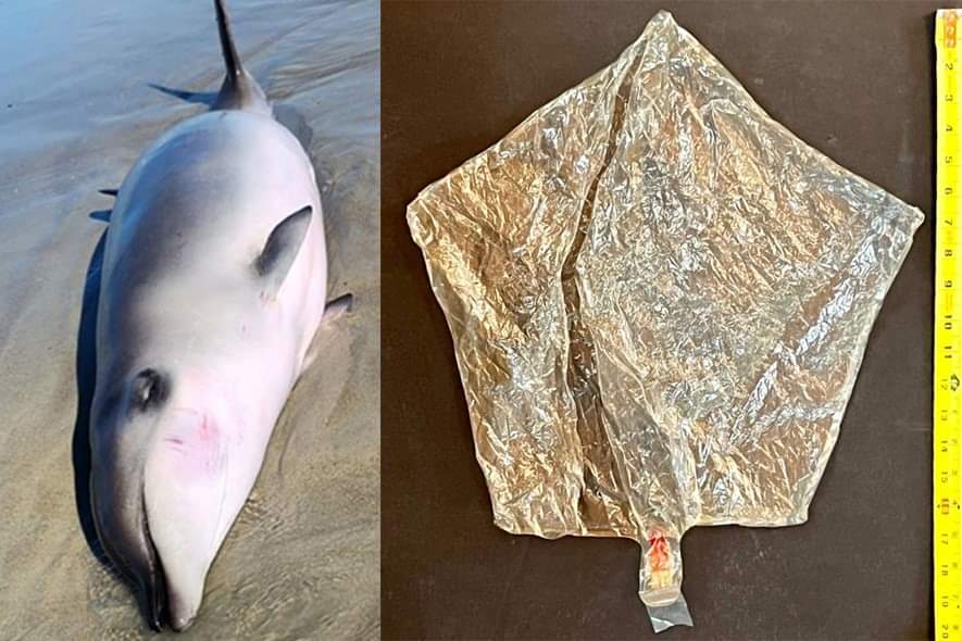 monde_biodi's tweet photo. Récemment, une baleine à bec de Gervais, une espèce très rarement observée a été trouvée vivante sur une plage de Caroline du Nord (USA)
Peu de temps après sa découverte, elle est décédée.
Une analyse a été réalisée: 
Cause de la mort?
Un ballon obstruant son système digestif .. https://t.co/potDBTd90L