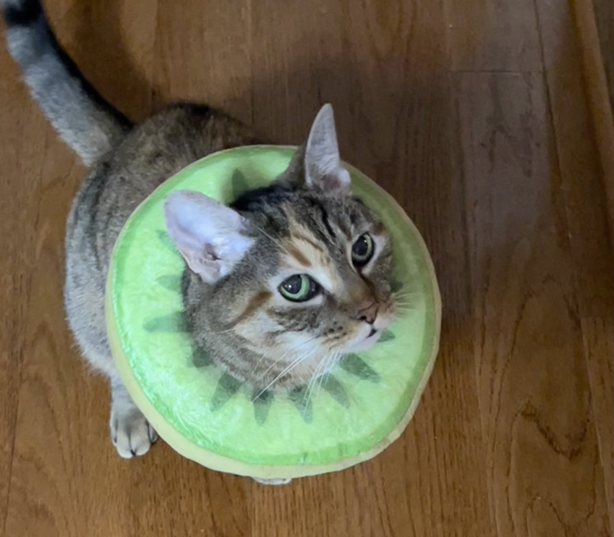 fionnualatiel's tweet photo. Kiwi is still a Kiwi 🥝 ❤️‍🩹 https://t.co/gXh7XEz6UM