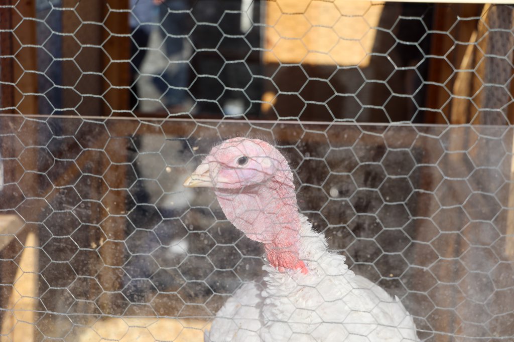 Thrilled to kick off the holiday season at @StewLeonard’s Annual Turkey Pardon in Paramus! 🦃 We’re wishing Travis the Turkey a safe trip to Connecticut and a happy Thanksgiving!