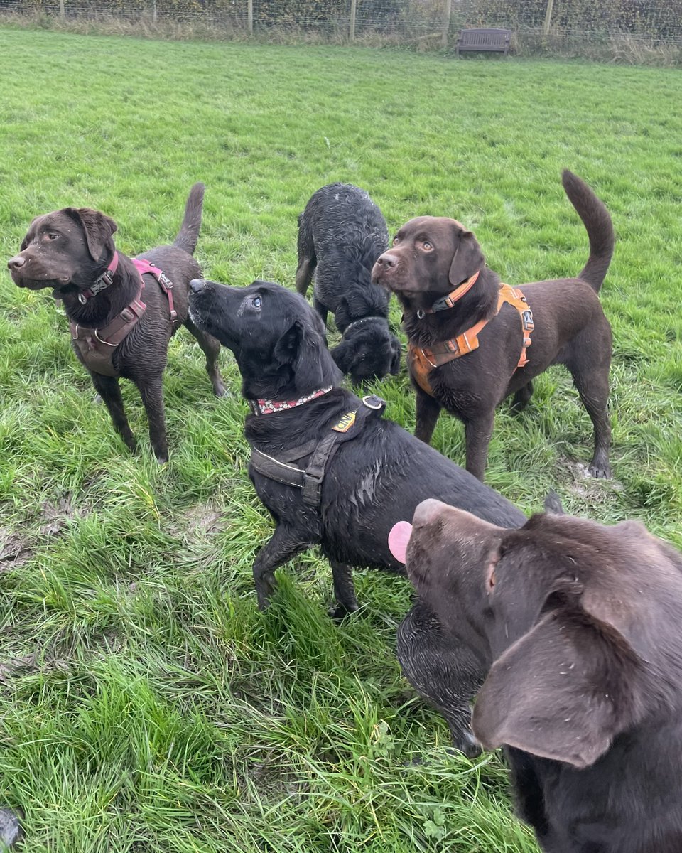 mo_rescue's tweet photo. Gosh I’ve had a busy couple of days! Yesterday I had a muddy play date with my pals @MsBecksR @MeJacway @Arthur_ChocLab and @Winnie_Choclab (with SAUSAGES!!!! ☺️) followed by a trip to #ashtonwindmill and today a run on the beach. Zorsted now 😴 #LuckyPup #AdoptedAndLoved https://t.co/0IfMlcybke