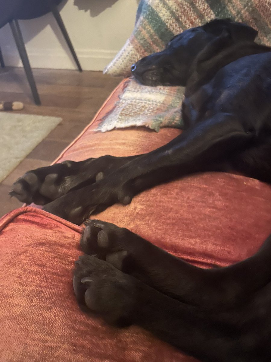 mo_rescue's tweet photo. Gosh I’ve had a busy couple of days! Yesterday I had a muddy play date with my pals @MsBecksR @MeJacway @Arthur_ChocLab and @Winnie_Choclab (with SAUSAGES!!!! ☺️) followed by a trip to #ashtonwindmill and today a run on the beach. Zorsted now 😴 #LuckyPup #AdoptedAndLoved https://t.co/0IfMlcybke