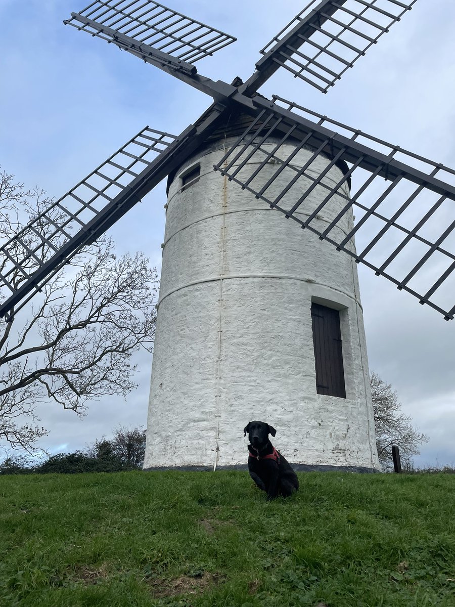 mo_rescue's tweet photo. Gosh I’ve had a busy couple of days! Yesterday I had a muddy play date with my pals @MsBecksR @MeJacway @Arthur_ChocLab and @Winnie_Choclab (with SAUSAGES!!!! ☺️) followed by a trip to #ashtonwindmill and today a run on the beach. Zorsted now 😴 #LuckyPup #AdoptedAndLoved https://t.co/0IfMlcybke