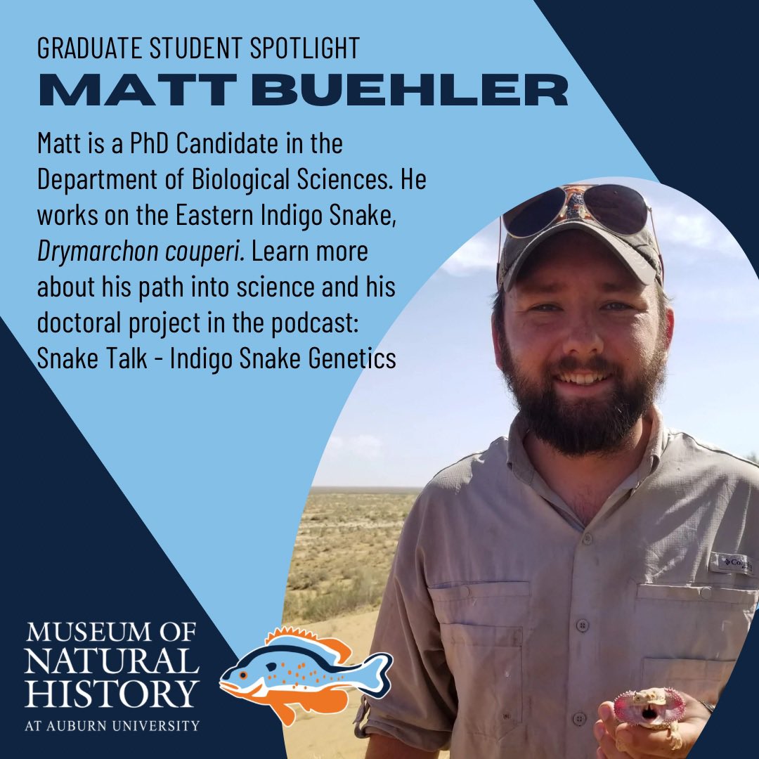 Grad Student Spotlight: Matt Buehler, PhD candidate studying Indigo Snake genetics Learn more about his research on the Snake Talk podcast 
#naturalhistorymuseum #museummonday #genetics #oriannesociety #indigosnake #Drymarchoncouperi #forestlord #imperiledspecies #threatened