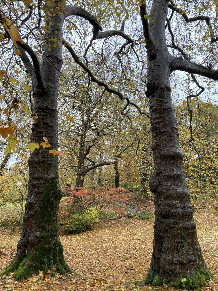 WFGA (@wfga_) on Twitter photo A quick escape to the South West this weekend and some fantastic trees and lovely autumnal colours. #trees #autumn A quick escape to the South West this weekend and some fantastic trees and lovely autumnal colours. #trees #autumn