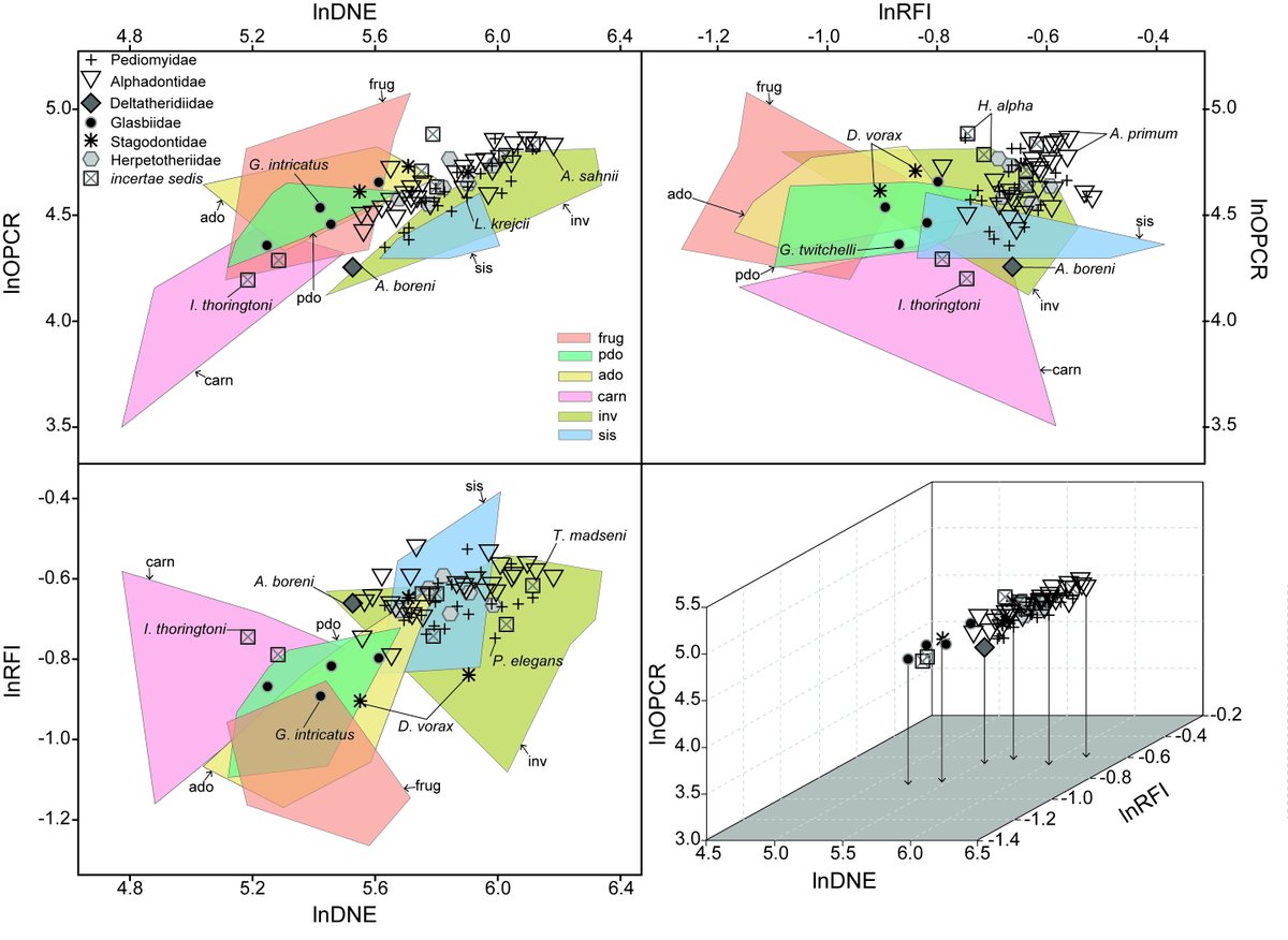 PalaeoE's tweet photo. New paper finds #marsupials had diverse #diets, and achieved this diversity earlier in the #Cretaceous than other #mammal groups. The authors apply #DentalTopography to 71 extinct members of #Metatheria, finding they had more diverse #ecology than other #LateCretaceous #mammals. https://t.co/1FLwcDEhQ7