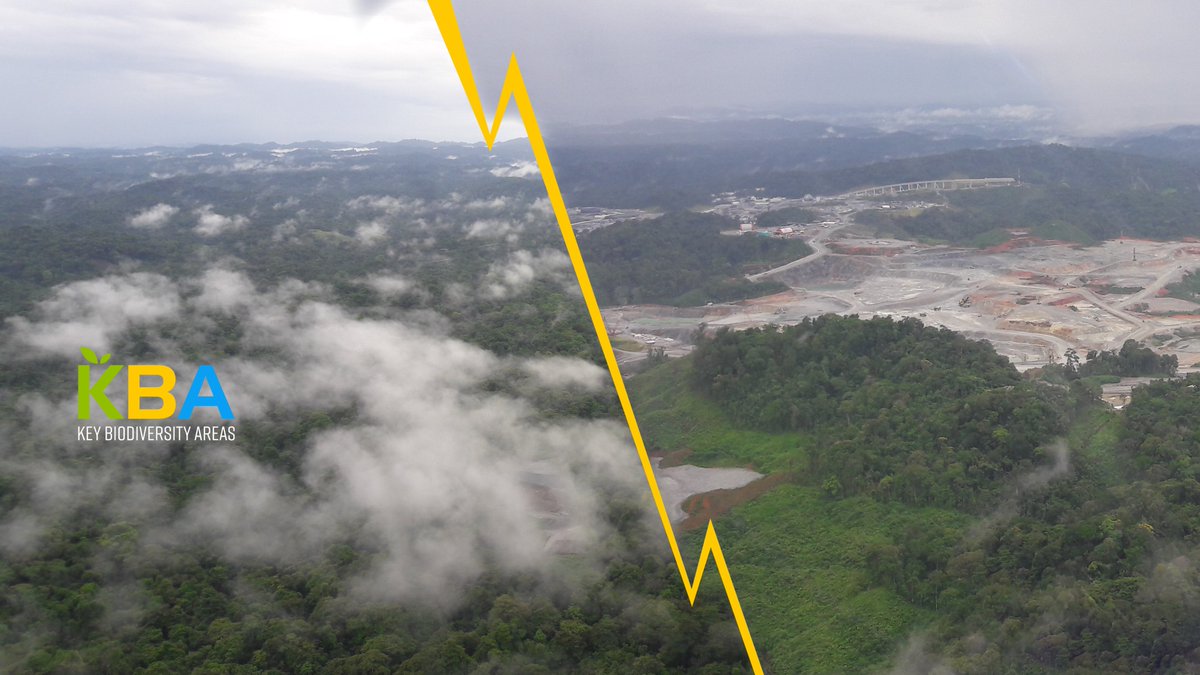 BirdLife Americas tweet media