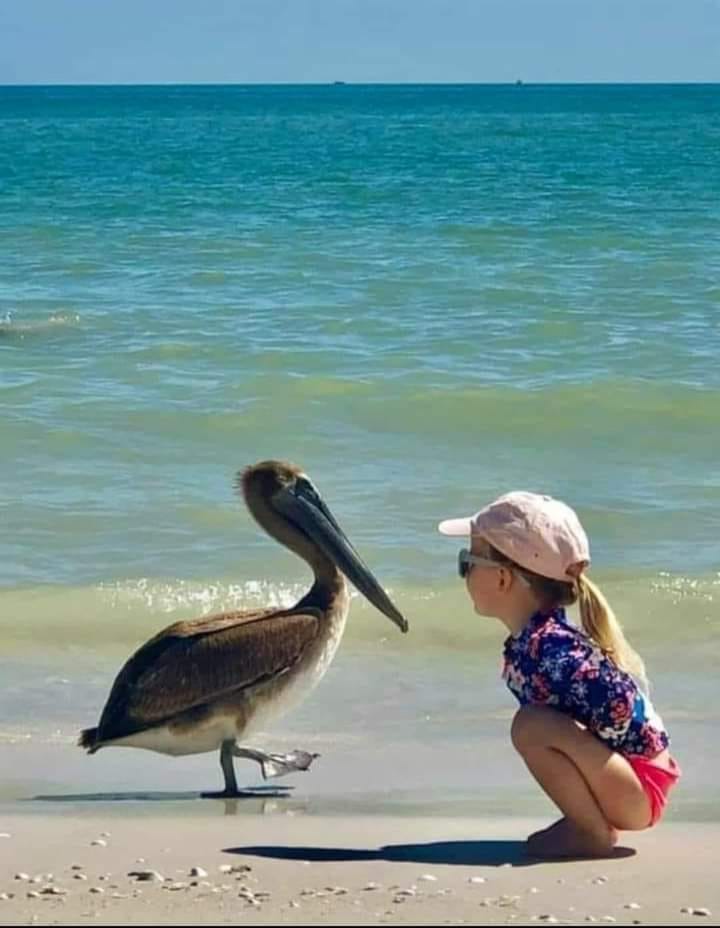 Good 👍 morning 🔆 friends 💞 happy tuesday 🦋🌹🐋🦩🐓🦜🔆🥀💝💖🌹🦋