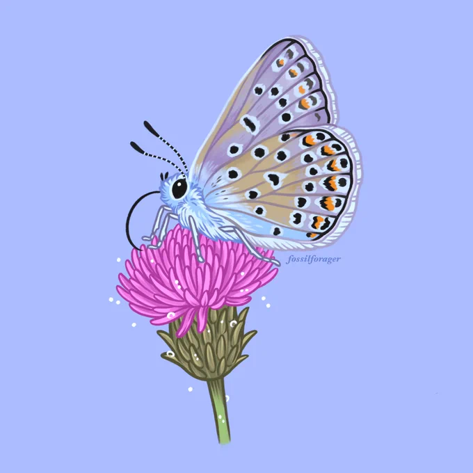 Common Blue from a few months ago  hope everyone is having a good start to their week! 